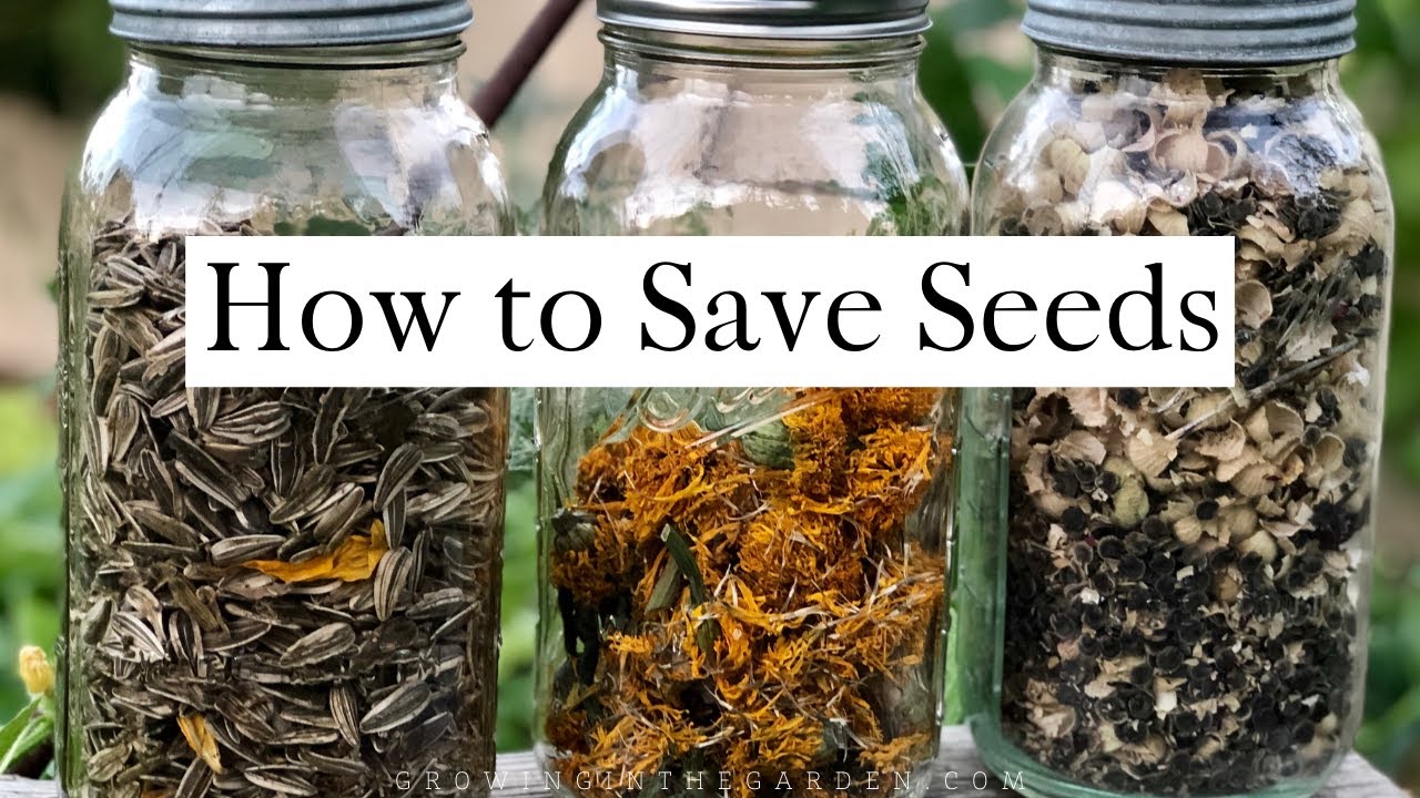 How To Save Seeds Seed Saving Tips And Examples Youtube
