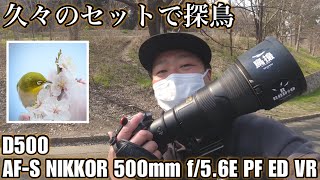 【野鳥撮影】久々に相性抜群セットでお散歩探鳥 - D500×500mm f/5.6E PF -