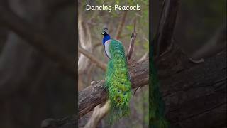 Peacock dancing in Nature 🦚🌳🌿 #ytshorts #shrikrishna #peacock #peacockdance #naturelovers #zoo