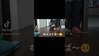 [サビ猫 三毛猫]構ってもらえないランとスミレ #ネコ好き #サビ猫 #三毛猫 #cat