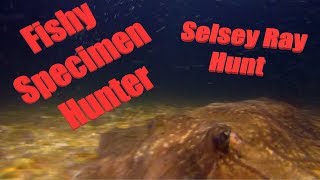 Selsey East Beach Ray Hunt - WIth underwater footage - Sucess