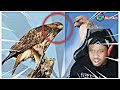 THE MOST TOP TIER RAPTOR BUILD! The Raptor Tier List [TIERZOO REACTION]