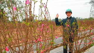 giá đào tết 120K  - Giá đào cành bán tết - chơi rằm | xây nhà to