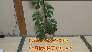 【ビバホームのヒメモンステラ観察＃4】《購入から5か月現在の成長》＃観葉植物 ＃ヒメモンステラ ＃ビバホーム ＃ダイソー観葉植物 ＃100均観葉植物 ＃家庭菜園 ＃園芸 ＃ガーデニング