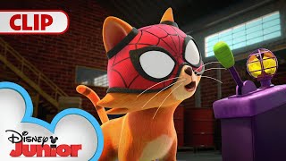Spidey Super Cat 🐱| Marvel's Spidey and his Amazing Friends |@disneyjunior​