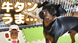 仙台の牛タンがおいしすぎて感動するジロ【ミニピン】【ミニチュアピンシャー】