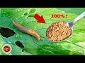 Kill All Slugs And Snails In Just Few Days (works 100%)
