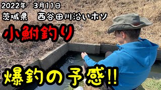 【小物釣り】茨城県　西谷田川沿いホソ　小鮒釣り　爆釣の予感‼︎　2022年3月11日