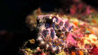 藍圈八爪魚 Blue-ringed octopus