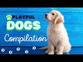 Cute and Playful Dogs and Puppies Compilation | Adorable Moments to Brighten Your Day