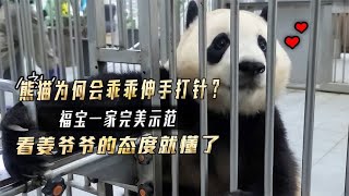 熊猫为何会乖乖伸手打针?福宝一家完美示范,看姜爷爷的态度就懂了