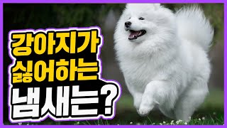 강아지가 싫어하는 냄새는 무엇일까?