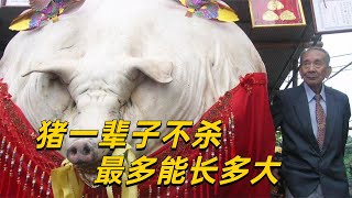 猪一辈子不杀，到底能长多大？这头猪最后获得佛家法号