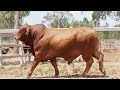 lot 84 karragarra toby pp