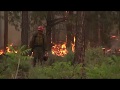 Understanding Fuels: Forest Fire Science