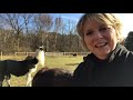 Llama Lesson | Teaching Technique of Reflection | CMED 2019 Conference