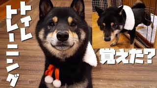 柴犬のしつけ トイレトレーニング、出来るようになったのか?【豆柴】【黒柴犬】