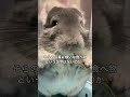 健康食シリーズ　チンチラはクセの塊パクチーを食べるのか＃chinchilla＃チンチラ＃shorts