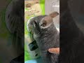 健康食シリーズ　チンチラはクセの塊パクチーを食べるのか＃chinchilla＃チンチラ＃shorts