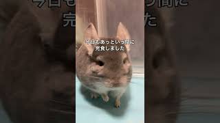 健康食シリーズ　チンチラはクセの塊パクチーを食べるのか＃chinchilla＃チンチラ＃shorts