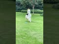 alpaca 🦙 cutest running 羊驼跑了🥰🤣