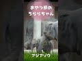 おやつ頭の うららちゃん（生後４ヶ月のアジアゾウ）東山動植物園　 shorts