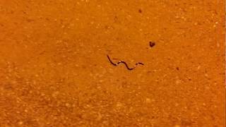 Snake in yelahanka new town 5th phase