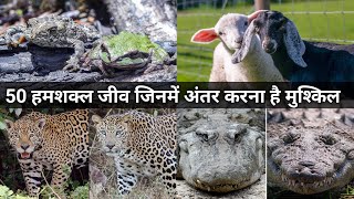 50 हमशक्ल जीव जिनमें अंतर करना है मुश्किल | 50 Animals that are often Confused for One Others