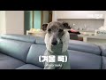 이 강아지에게 옷을 입혀야 하는 진짜 이유 견종백과 그레이하운드 2편 ㅣreason why greyhounds must wear clothing