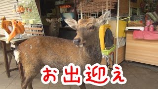 奈良公園　お店に待機する鹿さんを避けつつ鹿せんべいをゲット☆