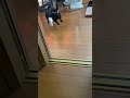 おさんぽ行きたすぎておかしくなってるw w 可愛い 犬 dachshund 可愛い 犬 子犬 愛犬 遊びたがり いぬ ミニチュアダックスフンド