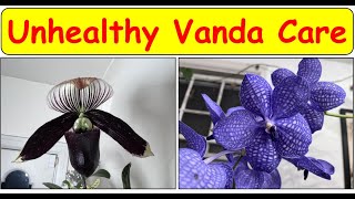 Sick Vanda Orchids Care | Black Orchids | Blue Vanda Orchids | How to Recognize Unhealthy Orchids