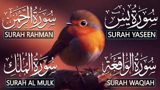 Most Beautiful Surah Yaseen (Yasin) | Surah Rahman | Surah Waqiah | Surah Mulk |