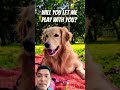 #dog #goldenretriever #puppy #funny #cute #music #song #pop #lyrics #cover