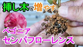 ベゴニアの挿し木　花を咲かせる挿し穂づくり