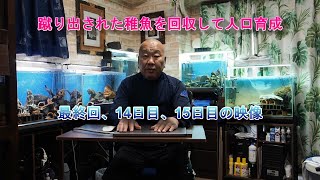 『キンペコ飼育初心者の方へ』シリーズ：蹴り出された稚魚を回収して人口育成最終回