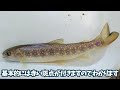 北海道で「外来種のサケ」が大繁殖！！乱獲してみた結果…！？