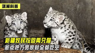 新疆牧民捡回两只“猫”，半夜偷吃小羊羔，原来竟是高山之王