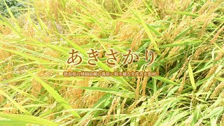 【旬の阿波ふうど】徳島県産「あきさかり」のプロモーション動画