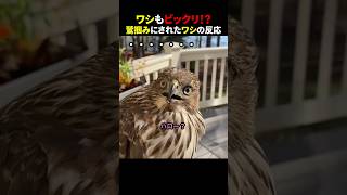 ワシもビックリ！？鷲掴みにされたワシの反応 #ほっこりショート