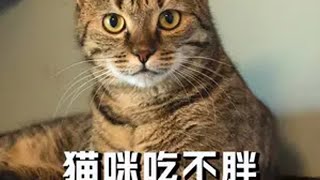 为什么有些猫明明吃的很多，却不见长胖呢,这到底是什么问题？ 科膳烘焙粮  高性价比猫粮 新手养猫 猫咪