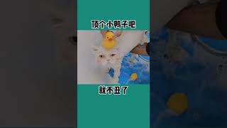 带球球来洗澡了，怎么会有洗澡这么乖的猫咪呀？身体恢复后又胖了好多#vl   抖音