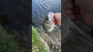 A very nice sized crappie!