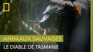 La violence de l'accouplement des diables de Tasmanie