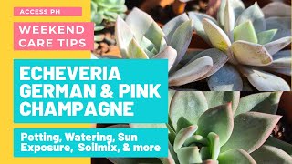 #CareGuide: How To Care for Echeveria Pink and German Champagne - Rainy and Summer Seasons Ep. 001