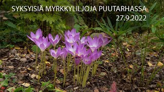 Syksyisiä myrkkyliljoja puutarhassa 27 9 2022