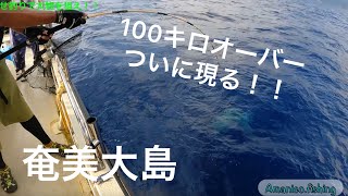 奄美大島 推定１００キロオーバー！飲ませ釣りで大物を狙ったら事故が起きた！