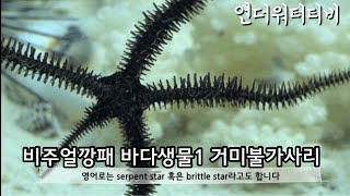 비주얼깡패 바다생물1 거미불가사리 |serpent star|brittle star| (언더워터티비)