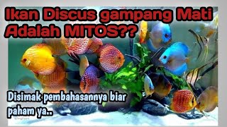 Tenyata Ikan Discus cepat mati hanya mitos???