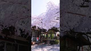 三月中旬になると京都水火天満宮の紅枝枝垂れ桜が咲いてます #sakura #japan#japantravel #kyoto #kyototrip #sakura #桜 #京都旅行 #京都 #京都